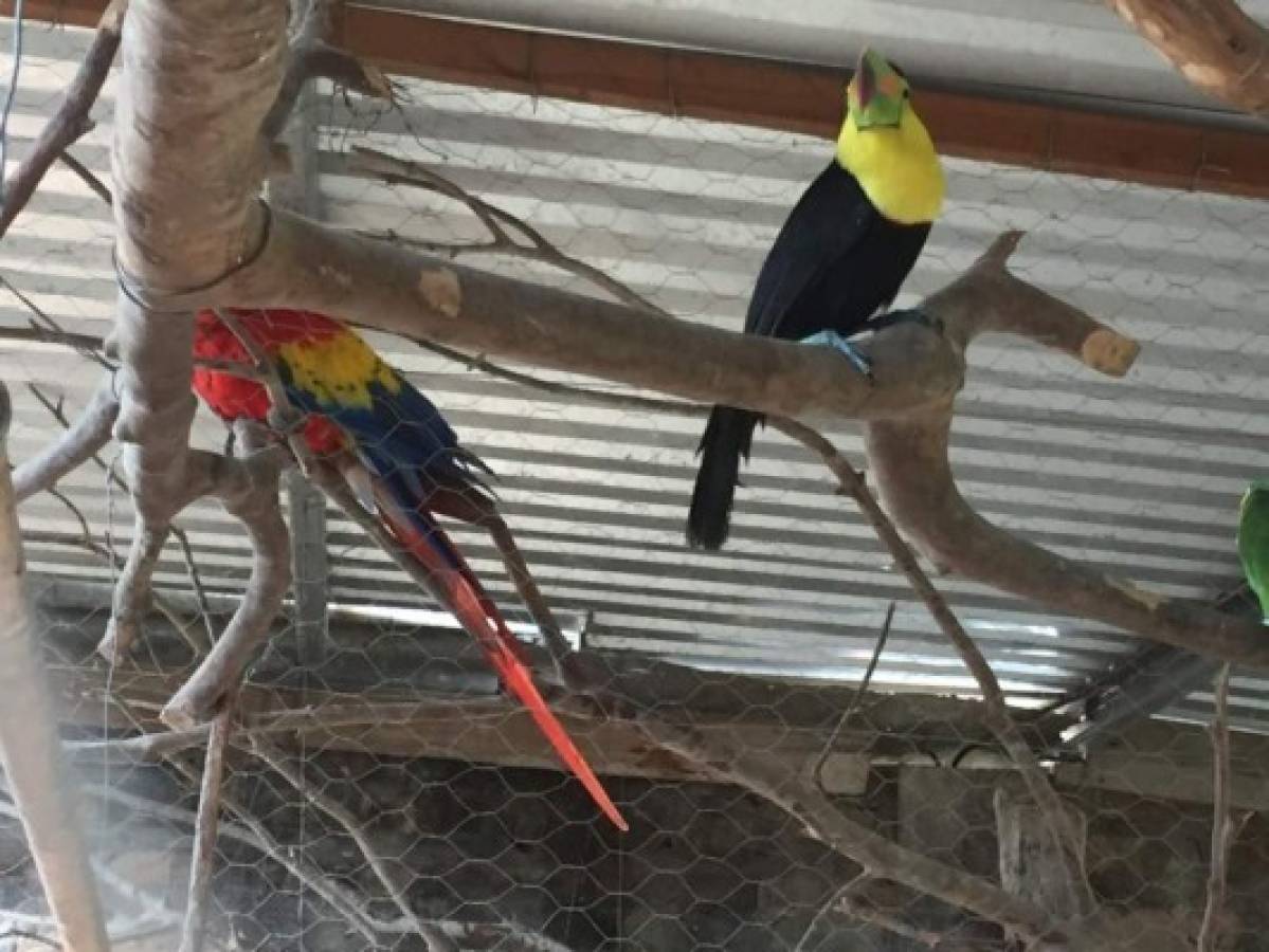 Rescatan 13 aves silvestres cautivas en una vivienda de Comayagua