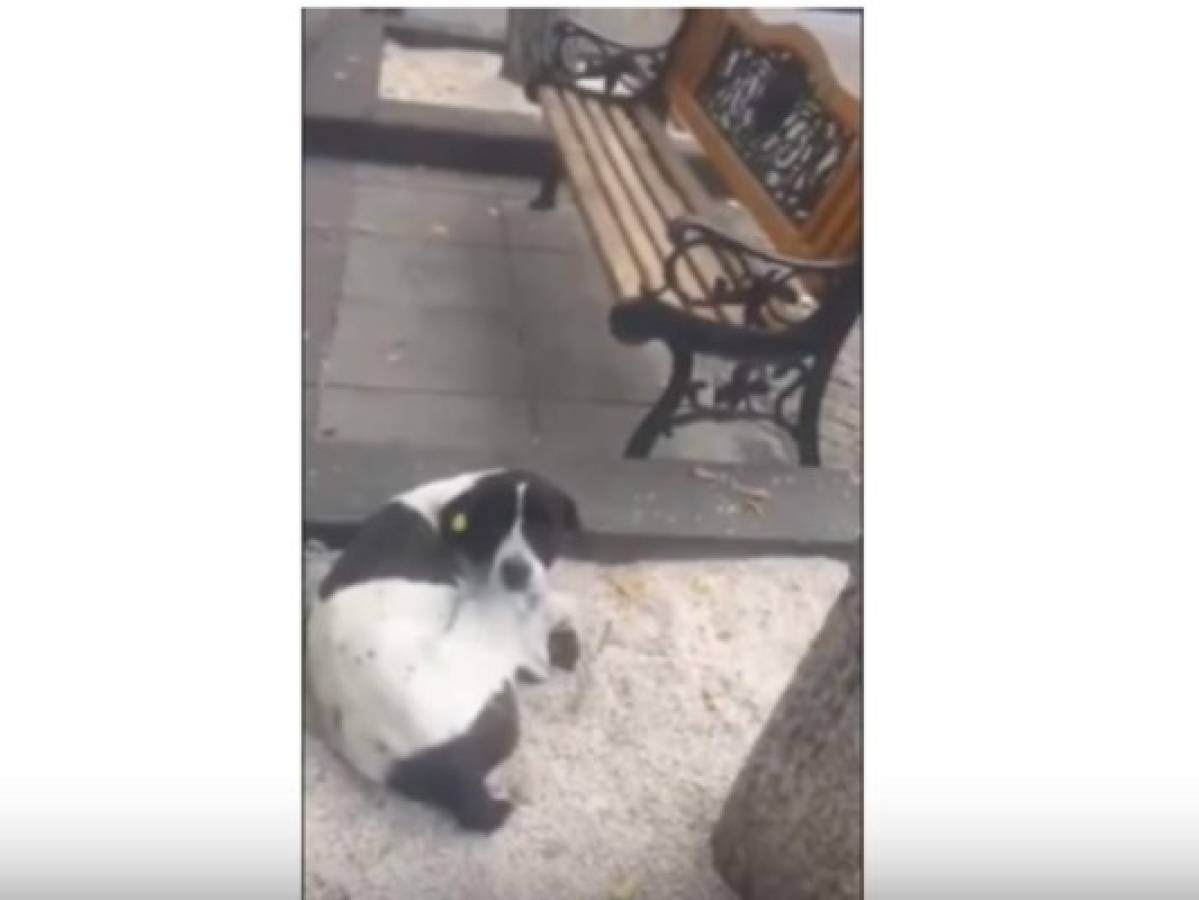 Vídeo: El emotivo encuentro de un perro con su amo, luego de pasar tres años en la calle