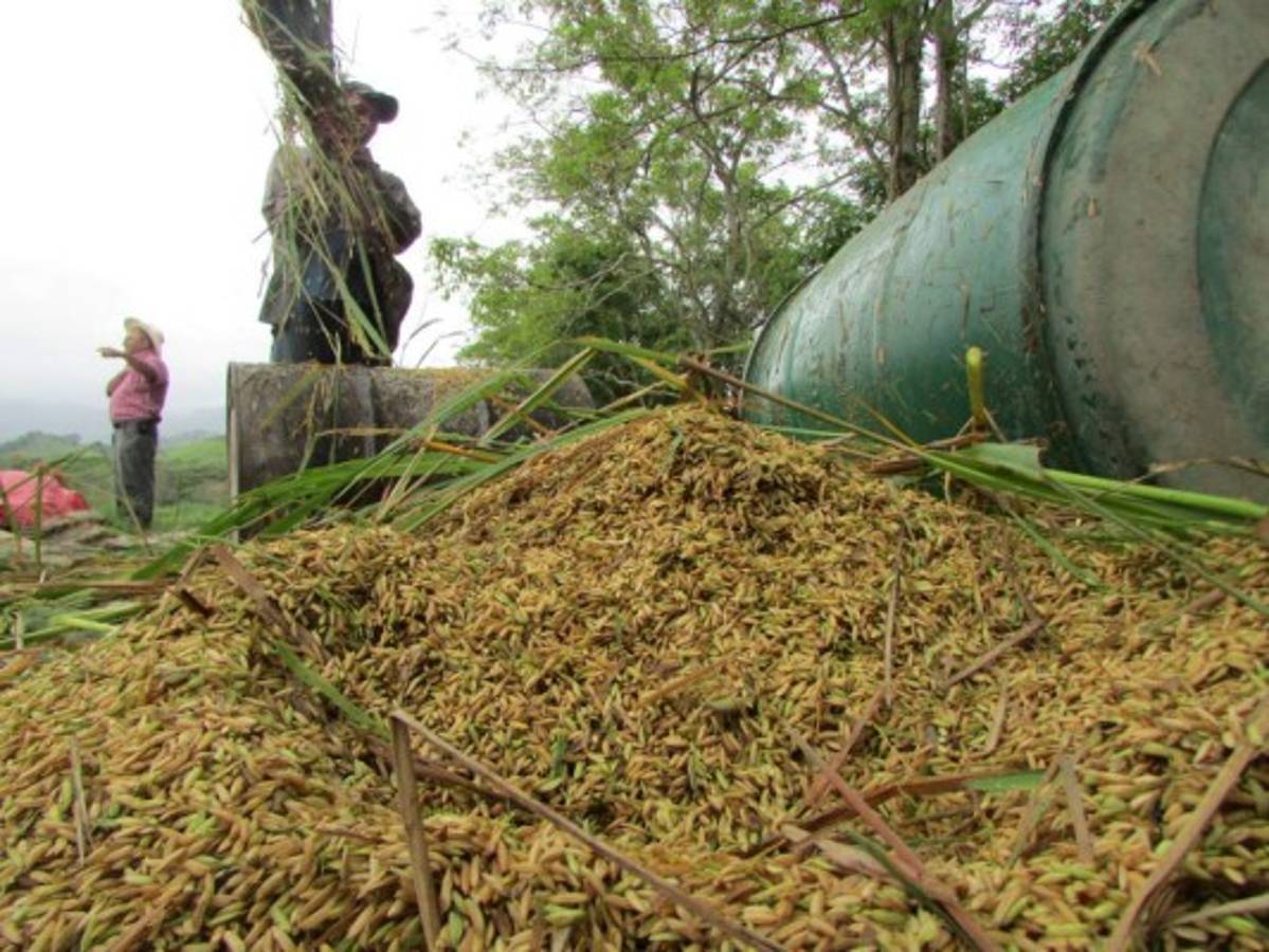 El país debe importar 3.3 millones quintales de arroz