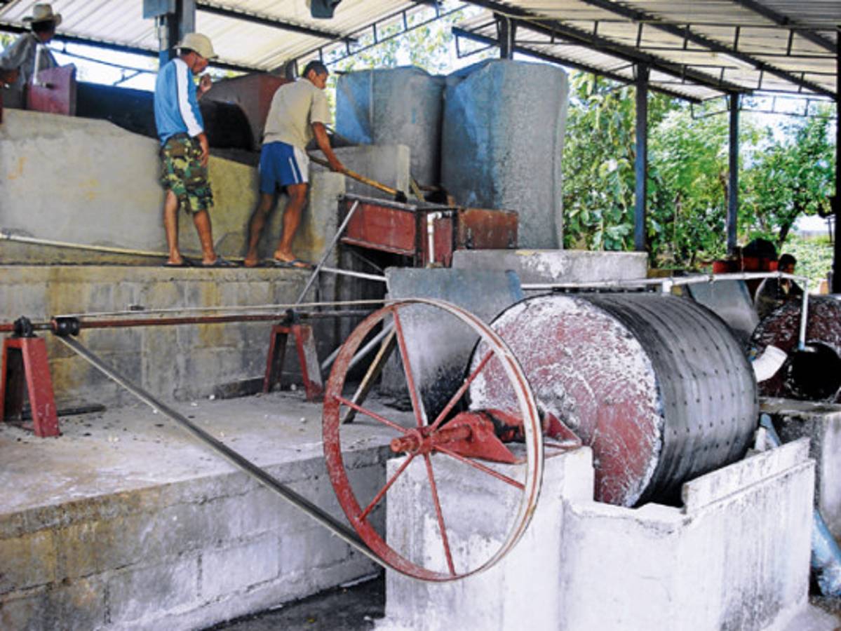 Exitosa producción de almidón en zona sur de Honduras