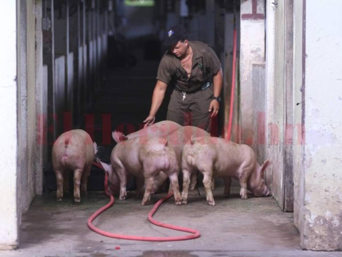 La Universidad Nacional de Agricultura se queda sin equipo al romper acuerdo con OABI
