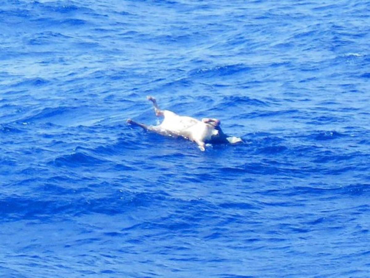 EDS NOTE: GRAPHIC CONTENT - In this photo released by the 10th Regional Japan Coast Guard Headquarters, the body of a cow floats in waters, about 120 kilometers (75 miles) northwest of Amami Oshima in the East China Sea, where rescuers have been looking for the Gulf Livestock 1 ship and its missing crew since it sent a distress signal early Wednesday, Thursday, Sept. 3, 2020. Japanese rescuers found a second crew member and multiple dead cows Friday in waters where a livestock ship capsized and sank during stormy weather two days earlier, coast guard officials said.(The 10th Regional Japan Coast Guard Headquarters via AP)