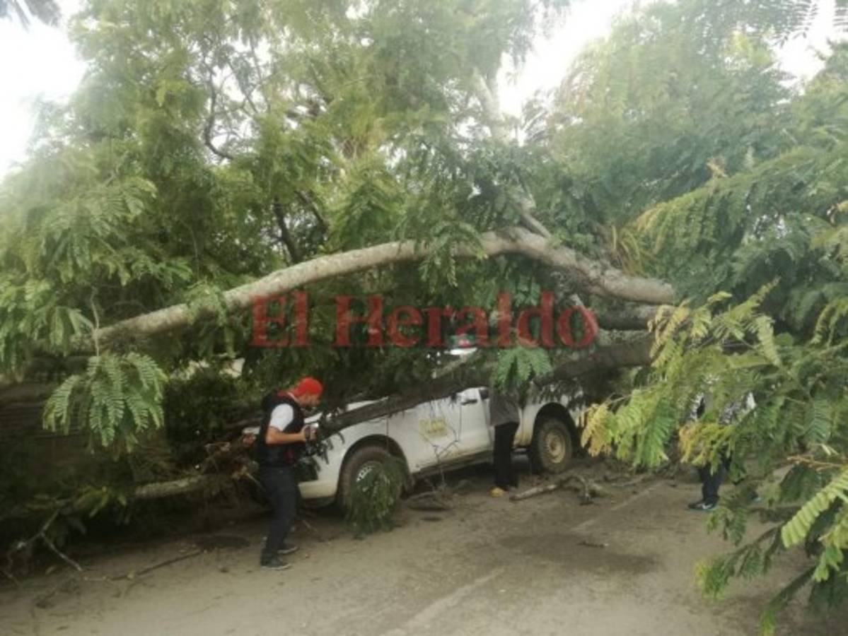 Enorme árbol cae sobre un bus y un pick up en Danlí  