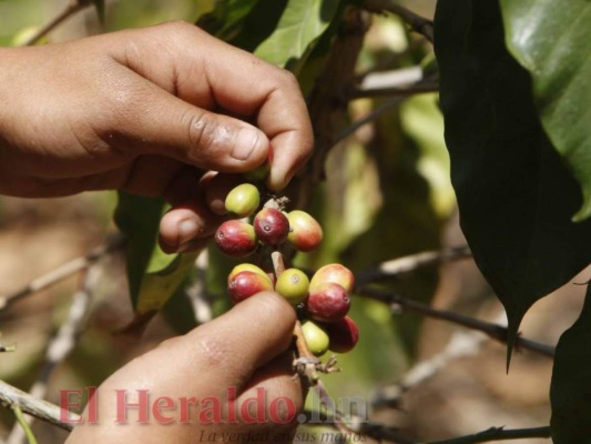 Niños de la capital transformaron un lugar árido en un bosque de 7,000 árboles