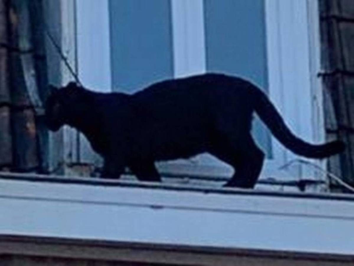 Pantera negra que paseó como gato por los techos causó terror