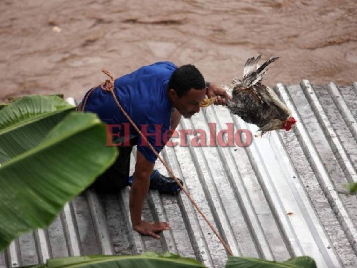 Hondureños rescatan a sus animales de la fuerte corriente del río Choluteca