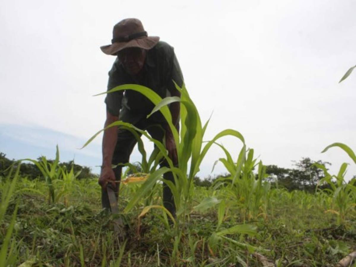 Piden estrategia para el campo