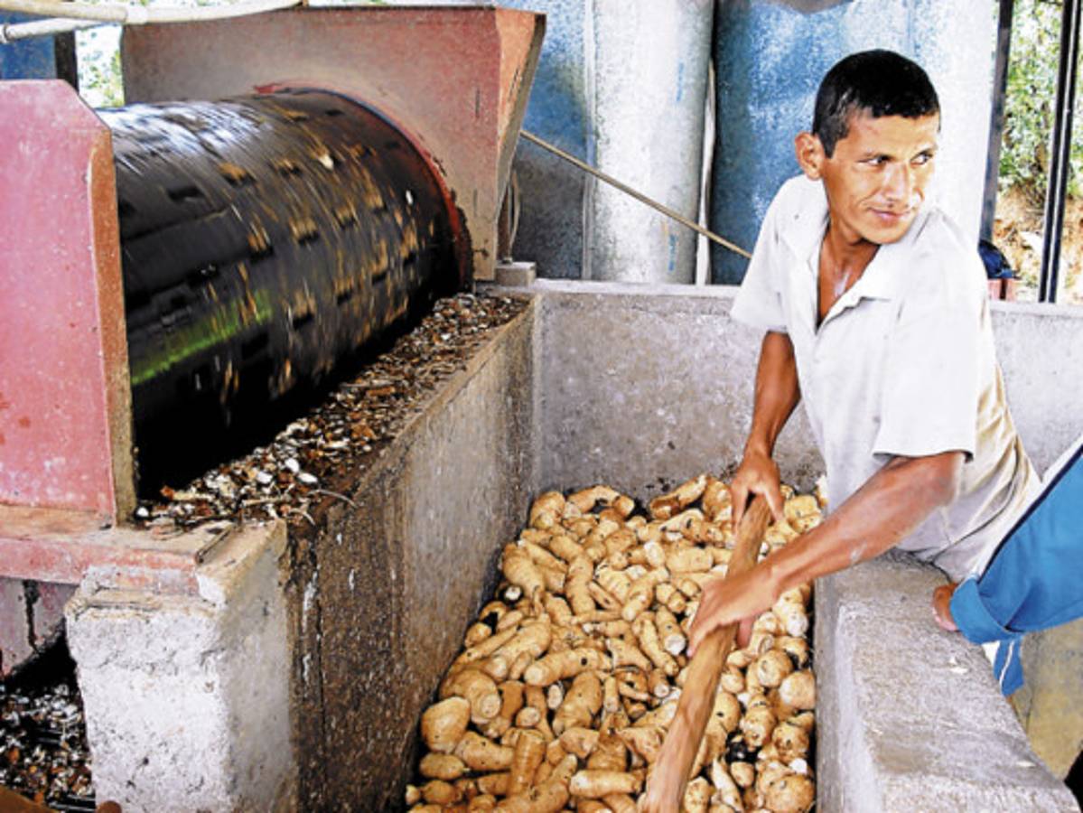 Exitosa producción de almidón en zona sur de Honduras