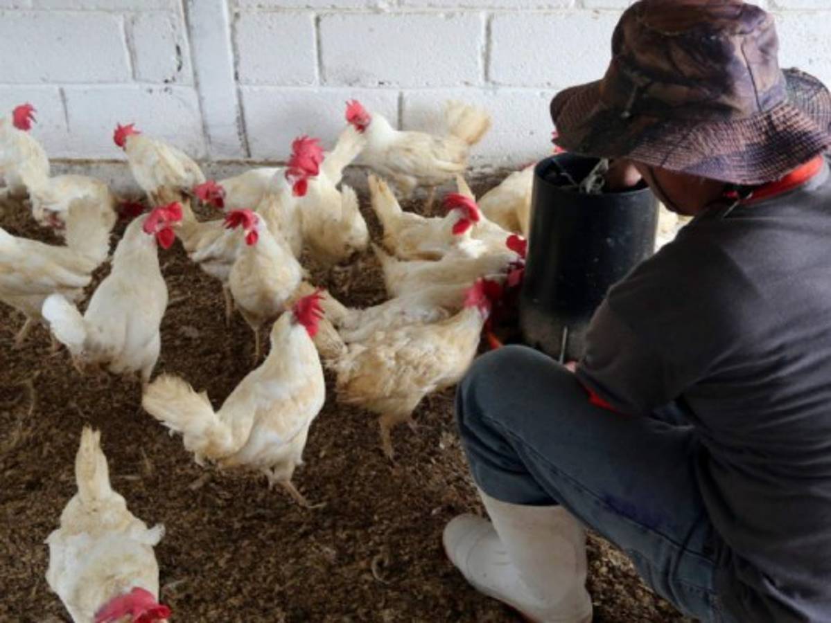 Garantizan compra de maíz a productores hondureños