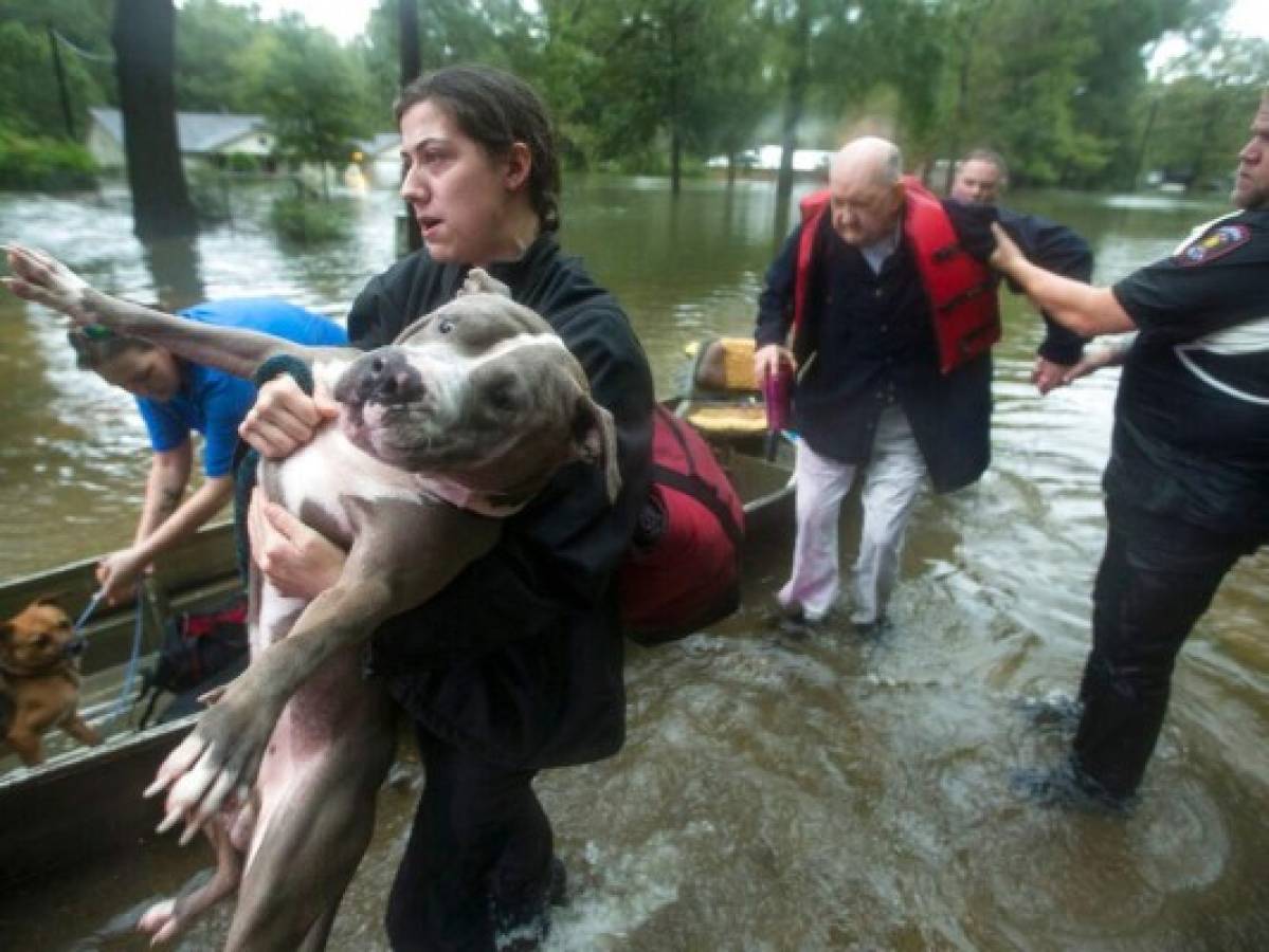 Jade McLain saca a Thor de un bote mientras ella y Fred Stewart son rescatados por policías de Splendora en su barrio inundado por las lluvias provocadas por la tormenta tropical Imelda el jueves 19 de septiembre de 2019 en Splendora, Texas, Estados Unidos. Foto: Agencia AP.