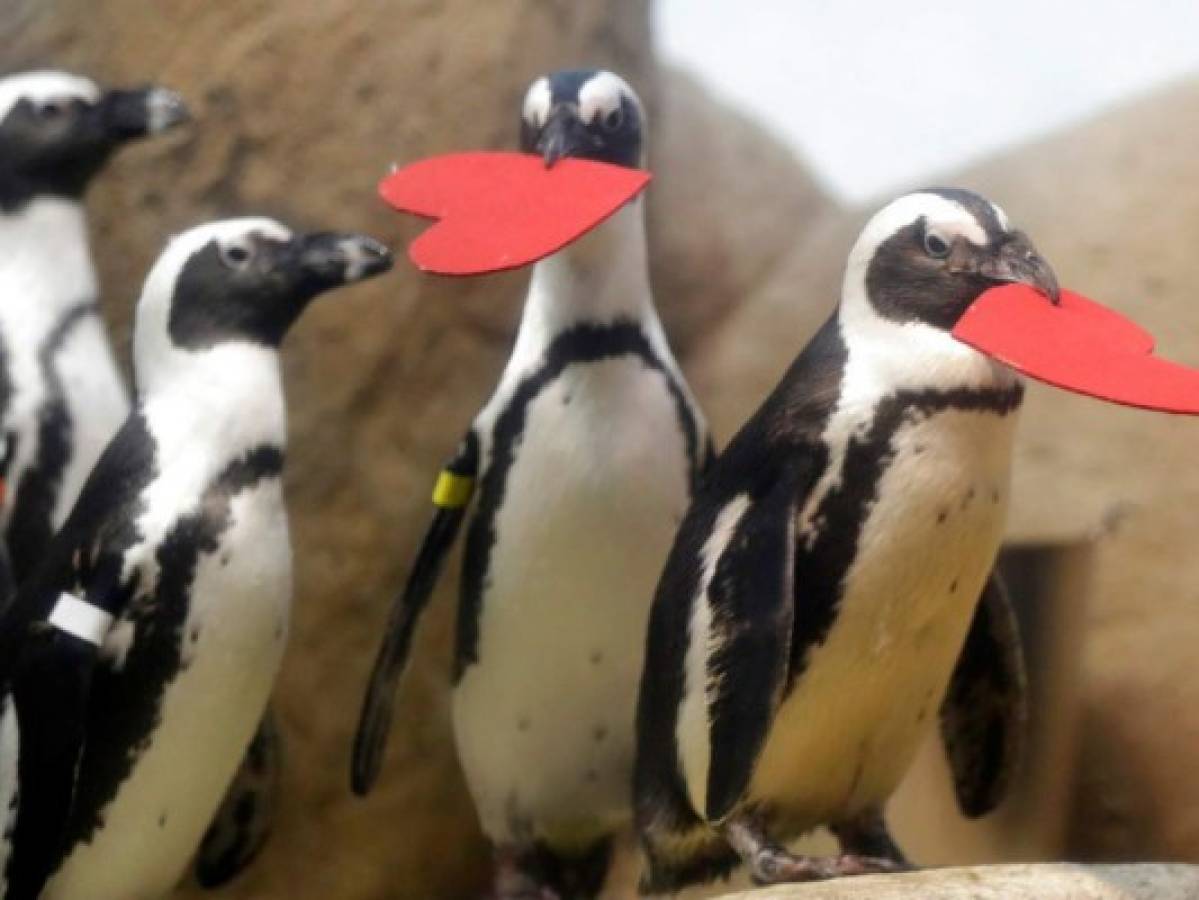 Pingüinos celebran el Día de San Valentín en San Francisco