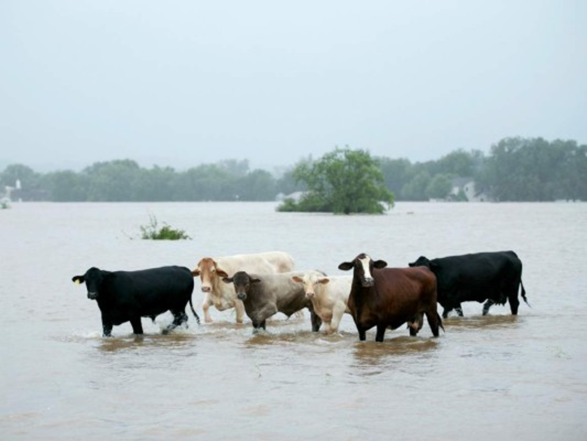 Harvey se reducirá a depresión tropical según meteorólogo