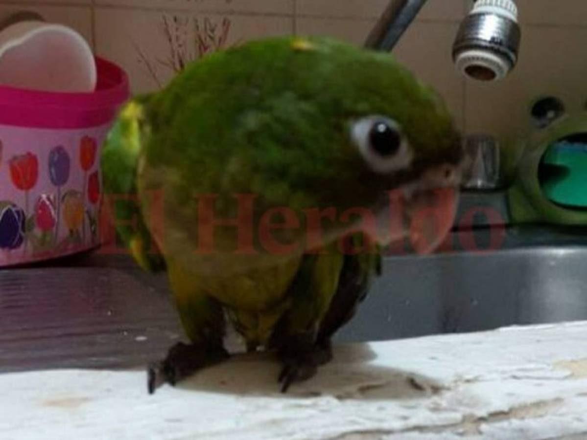 ¿Qué documentos debes presentar para hacer el registro de aves silvestres?