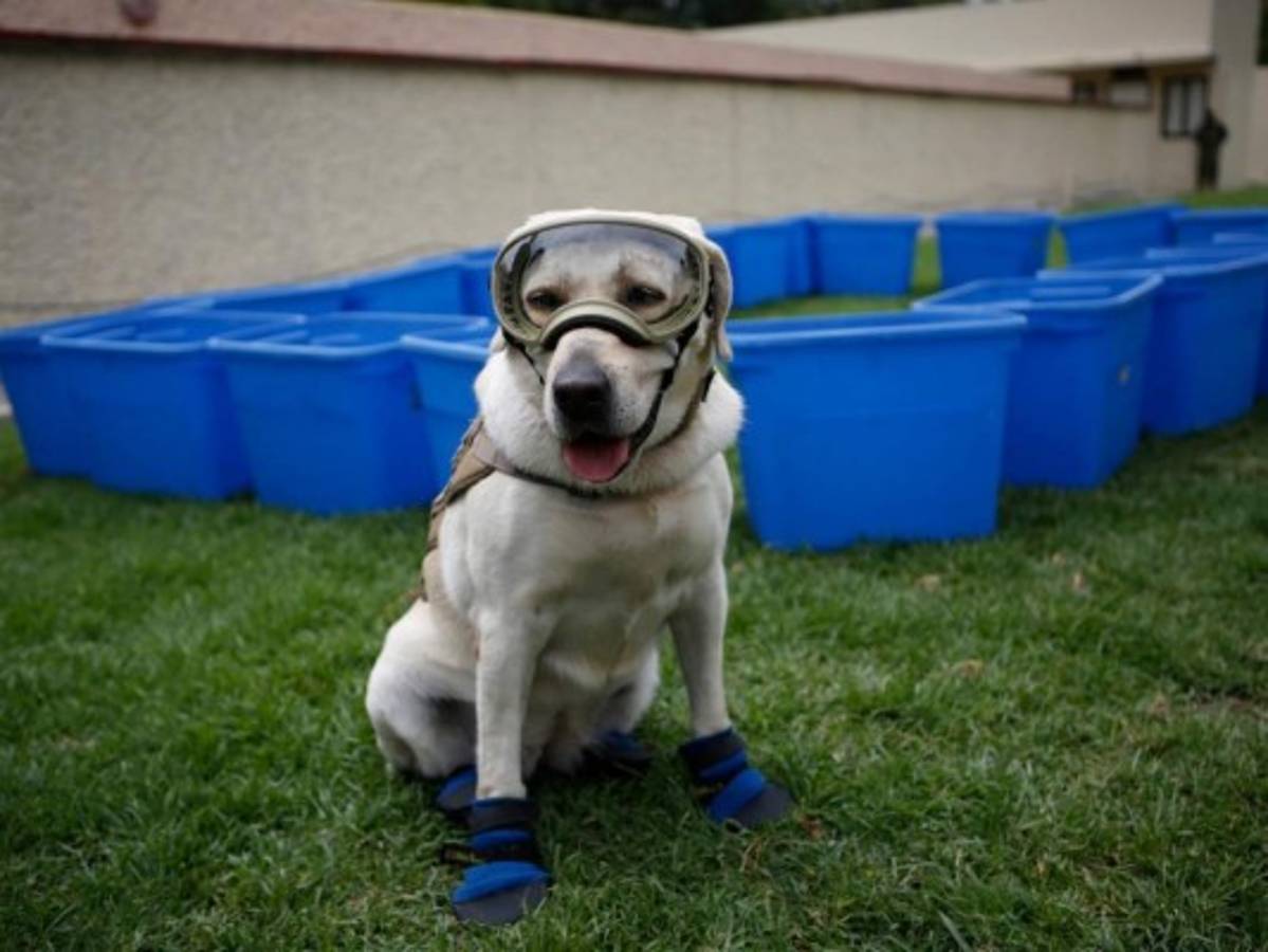 Frida, la perra rescatista mexicana, se jubila  