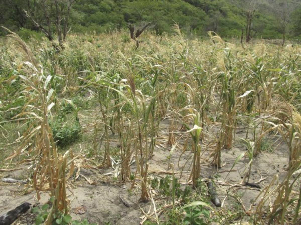 Honduras: Cada 20 segundos se registra microsismo en zona sur