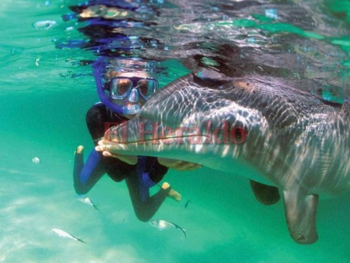 Ruta del Delfín, una atracción que no te puedes perder durante Semana Santa  