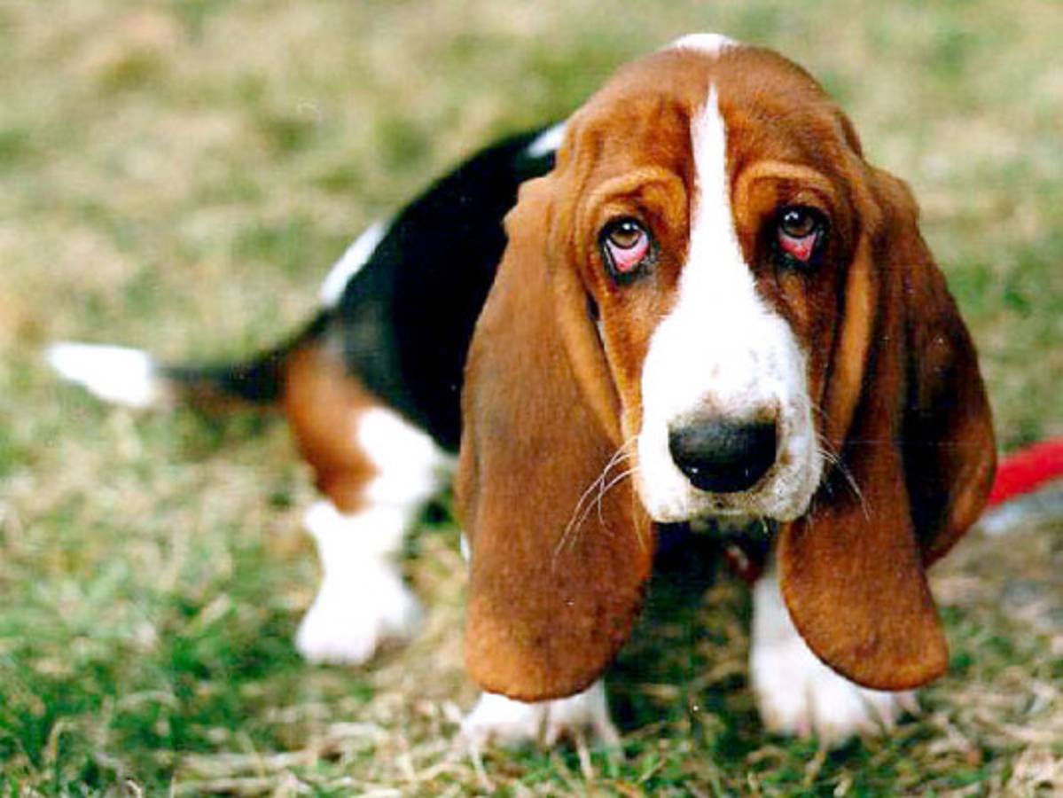 Por disparo de perro