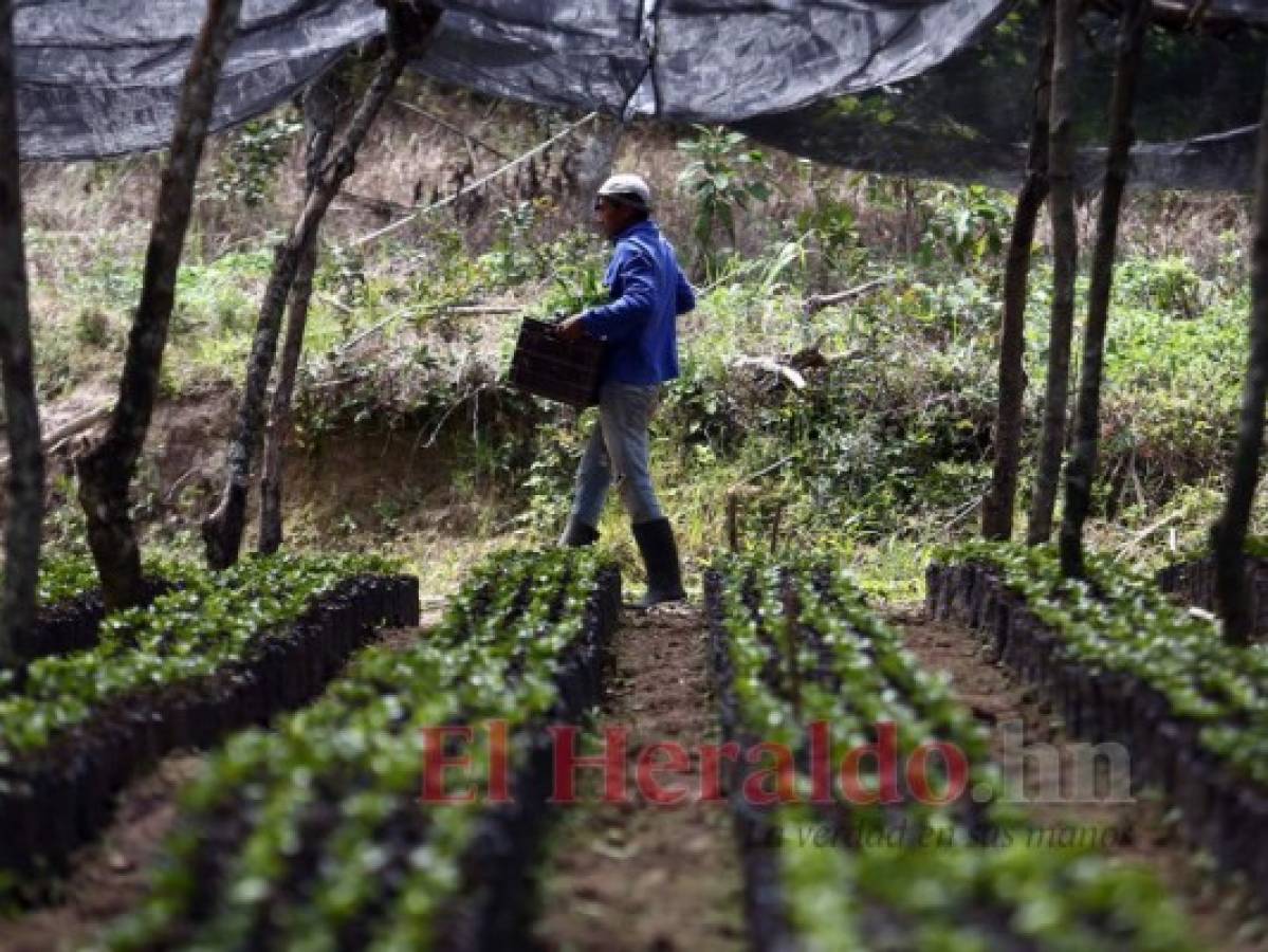 Congreso Nacional aprueba el complemento a Agrocrédito 8.7%