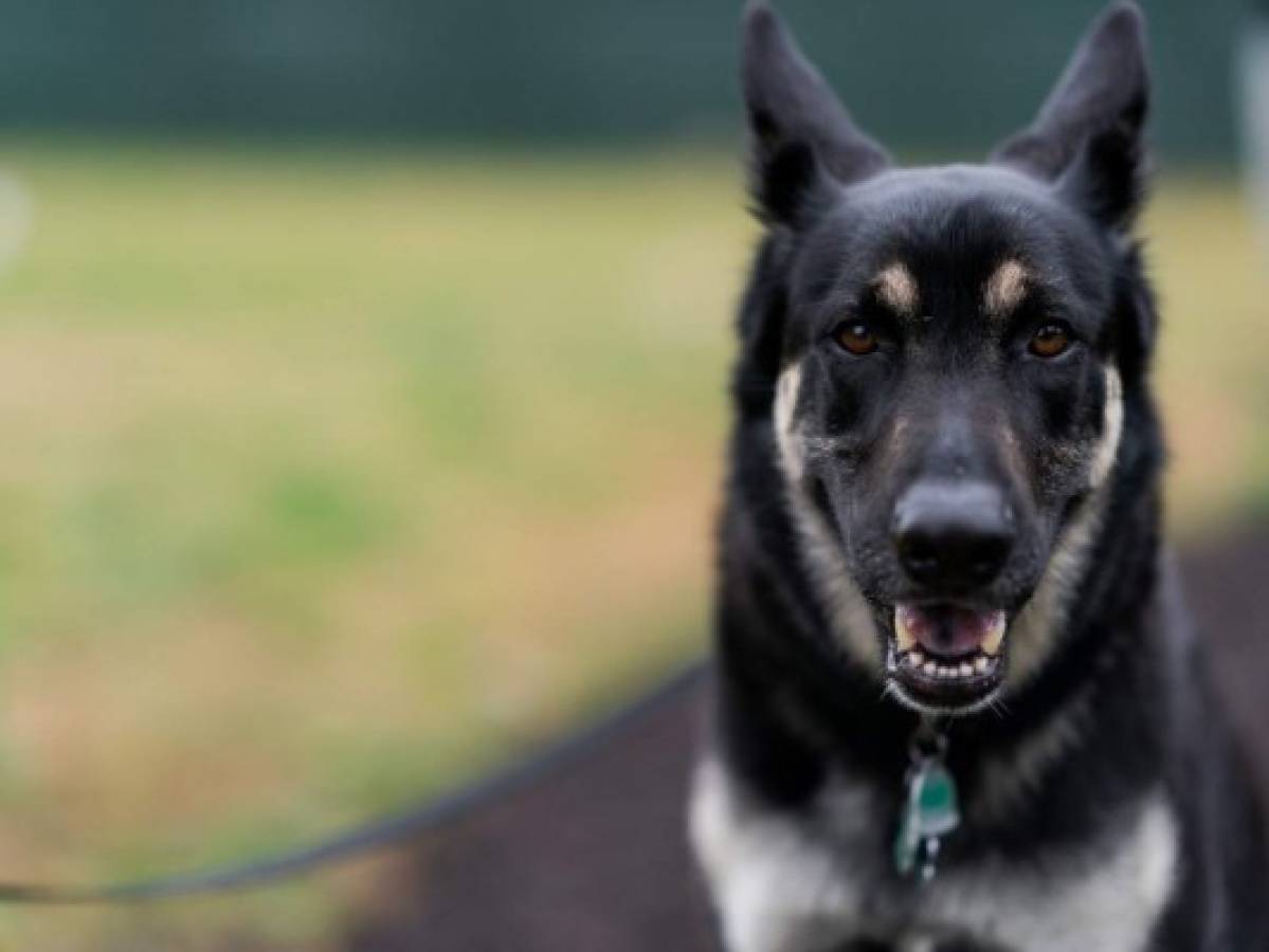 Major, el perro más joven de los Biden, será entrenado tras morder a empleados