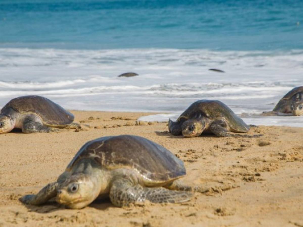 Hallan 122 tortugas muertas en playa del sur de México
