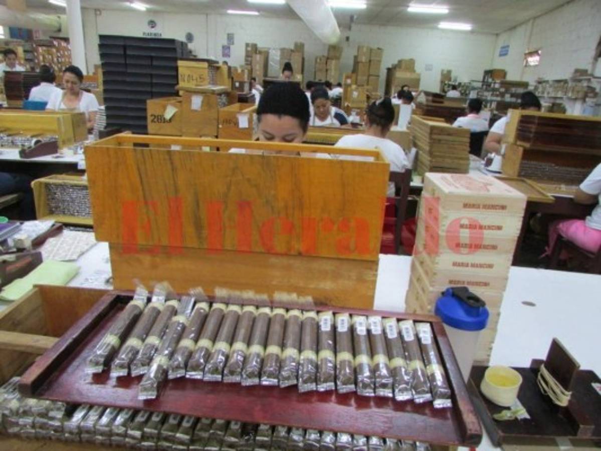 Alemania premia calidad de puros elaborados en Danlí