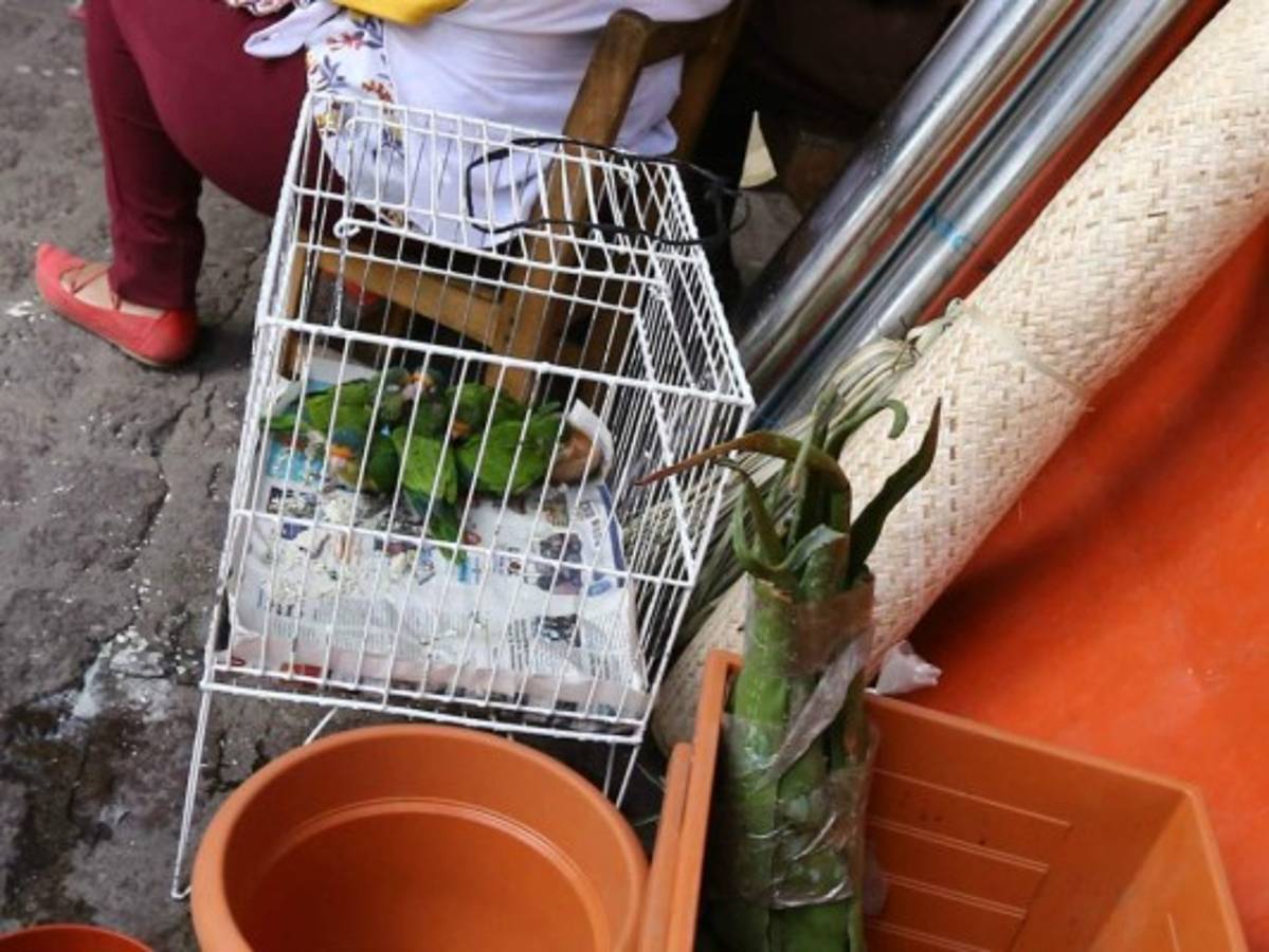 Lucrativo tráfico de animales registra la capital de Honduras