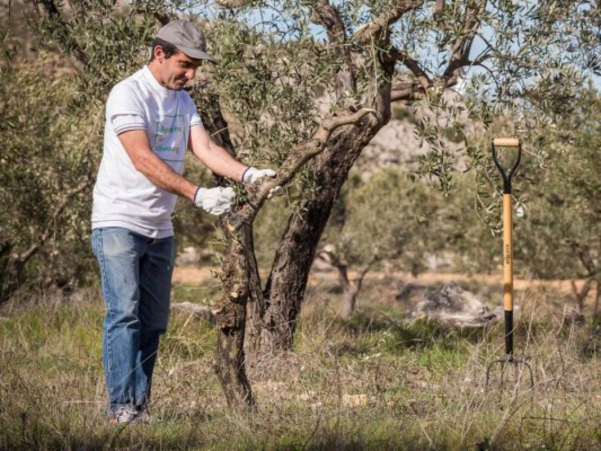 Saving a village by adopting its olive trees