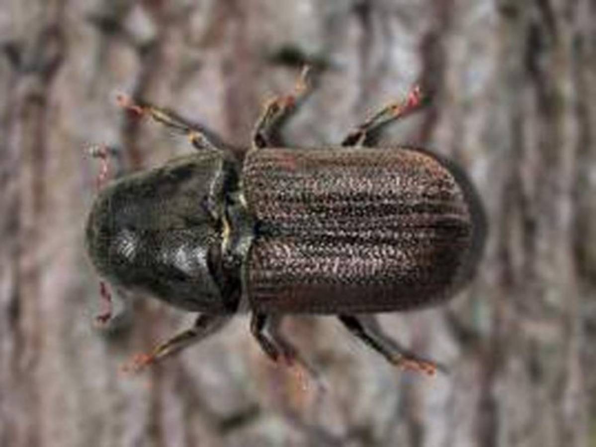 Honduras: Gorgojo de pino se multiplica de forma desproporcionada