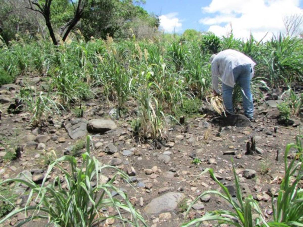 Plaga del pulgón amarillo afecta maíz y frijol en el departamento de El Paraíso