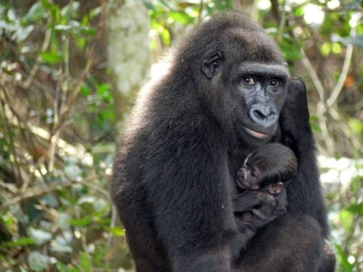 Nace en medio natural un bebé gorila de dos padres reintroducidos en África
