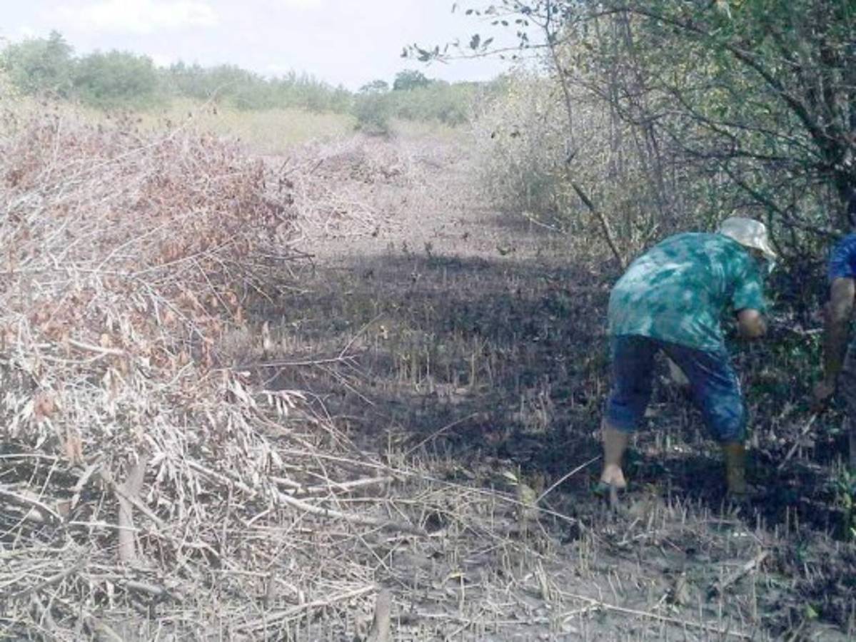 Destrucción del bosque de mangle amenaza biodiversidad del Golfo