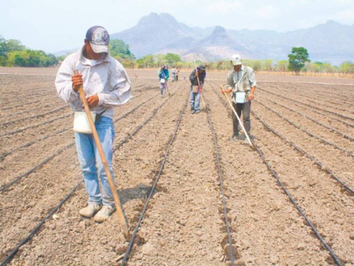 Honduras: 1,500 millones para granos básicos