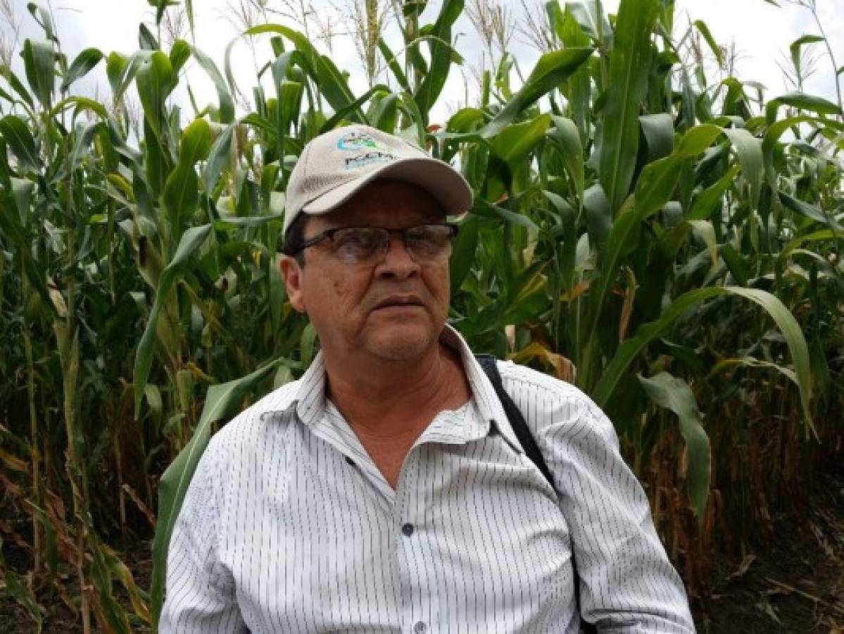 Productores de La Paz y Comayagua utilizan maíz tolerante a sequía