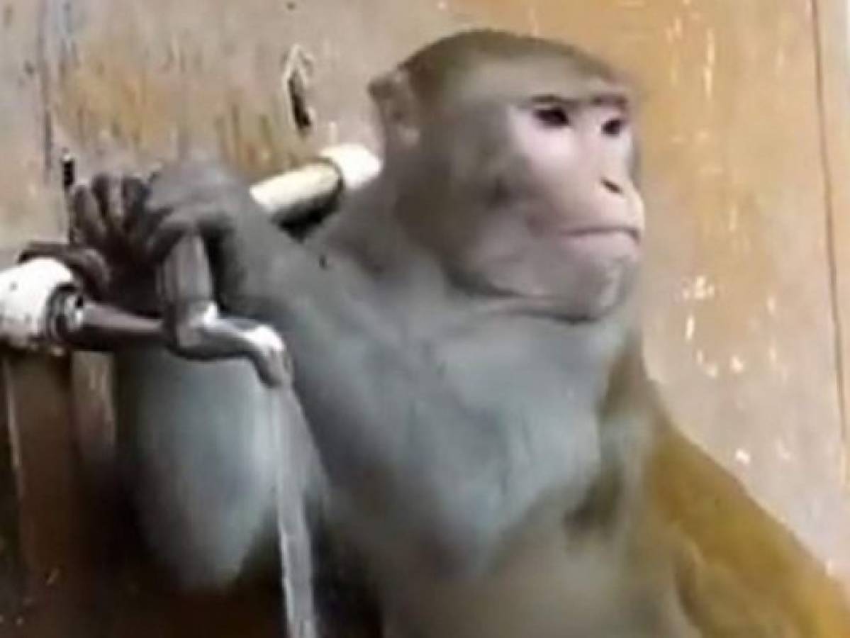 VIDEO: Un mono cierra el grifo tras beber agua y se hace viral