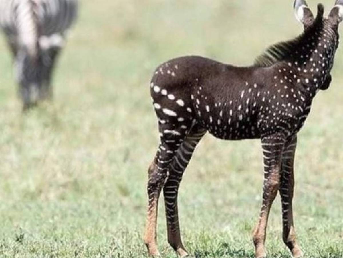 Cebra nace con puntos blancos en lugar de sus características rayas