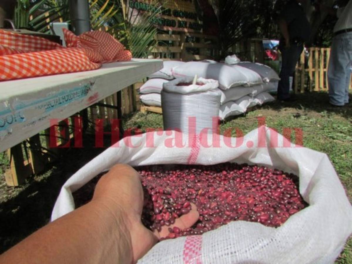 Frijol rojo mantiene precio en la capital de Honduras