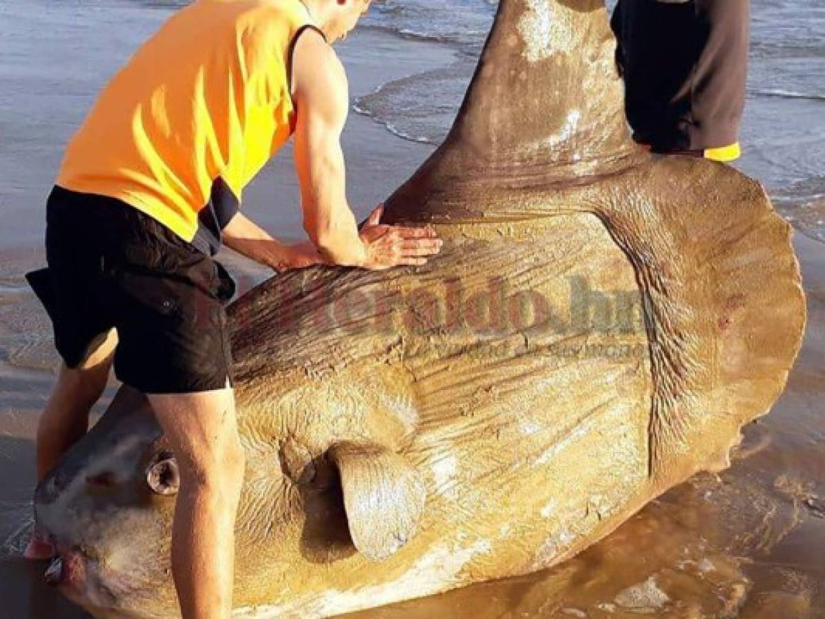 This handout picture taken on March 16, 2019 and released courtesy of Linette Grzelak on March 21 shows a sunfish that was washed ashore and found dead in Coorong, near the mouth of the urray River in South Australia. - The 1.8 metre (six feet) specimen -- believed to be a Mola Mola, or ocean sunfish -- washed ashore near the mouth of the Murray River in South Australia at the weekend. (Photo by Handout / Courtesy of Linette Grzelak / AFP) / RESTRICTED TO EDITORIAL USE - MANDATORY CREDIT 'AFP PHOTO / COURTESY OF LINETTE GRZELAK' - NO MARKETING NO ADVERTISING CAMPAIGNS - DISTRIBUTED AS A SERVICE TO CLIENTS == NO ARCHIVE