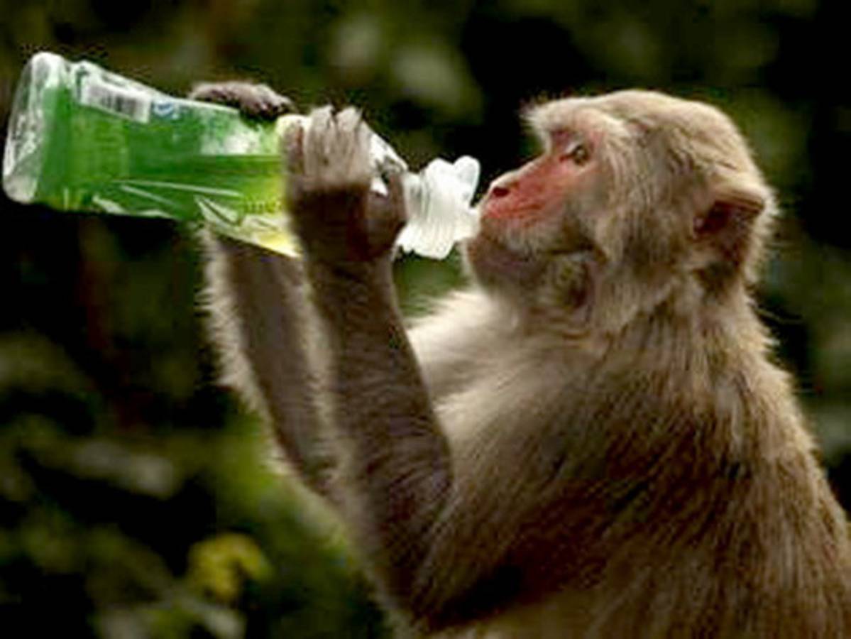 ¿Monos alcohólicos?