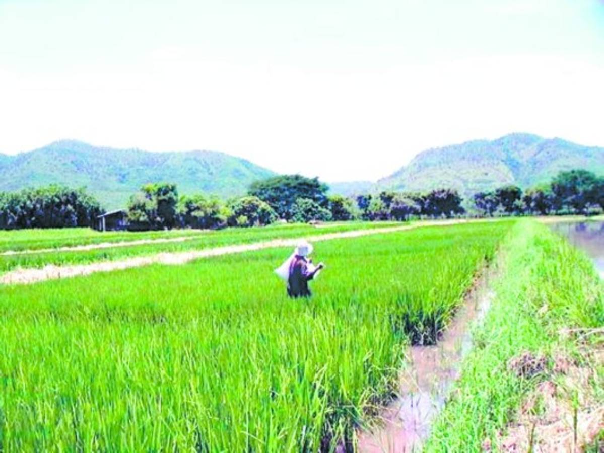 Introducirán semilla mejorada de arroz