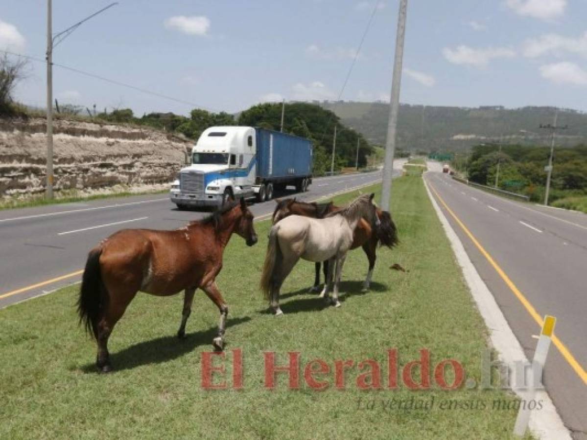 En la recta de Amarateca es muy común que semovientes estén en la mediana de la carretera CA-5. Foto: Efraín Salgado/El Heraldo