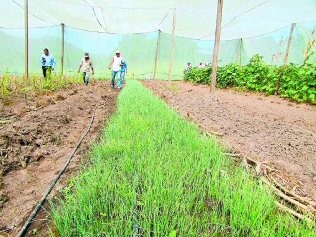 Un proyecto campesino cautiva a estudiantes de agronomía