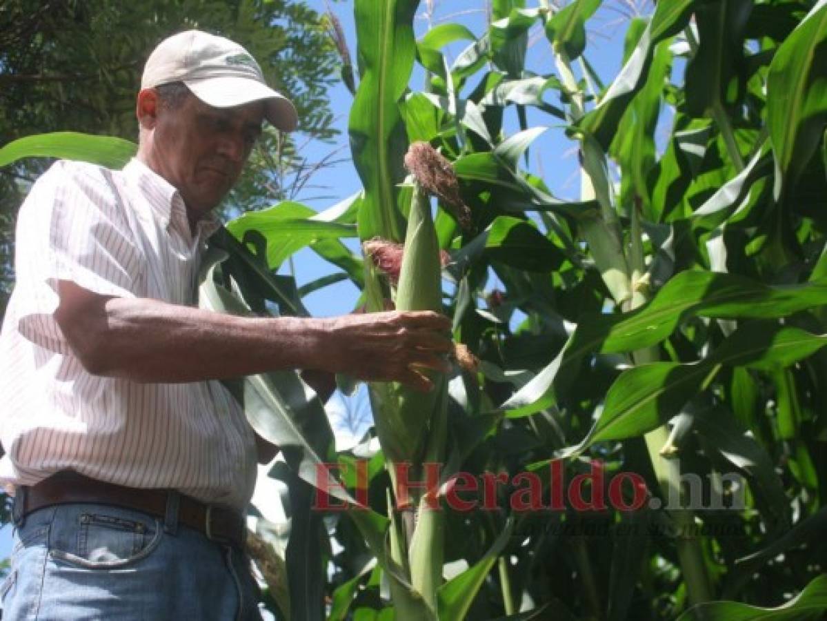 Unos 600 mil quintales de maíz a punto de perderse, según productores