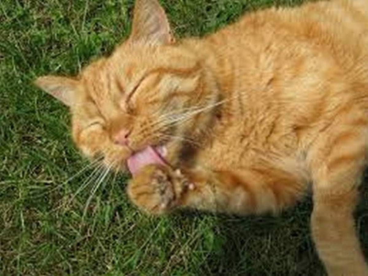 ¿Cómo los gatos utilizan su lengua para mojar su pelaje?