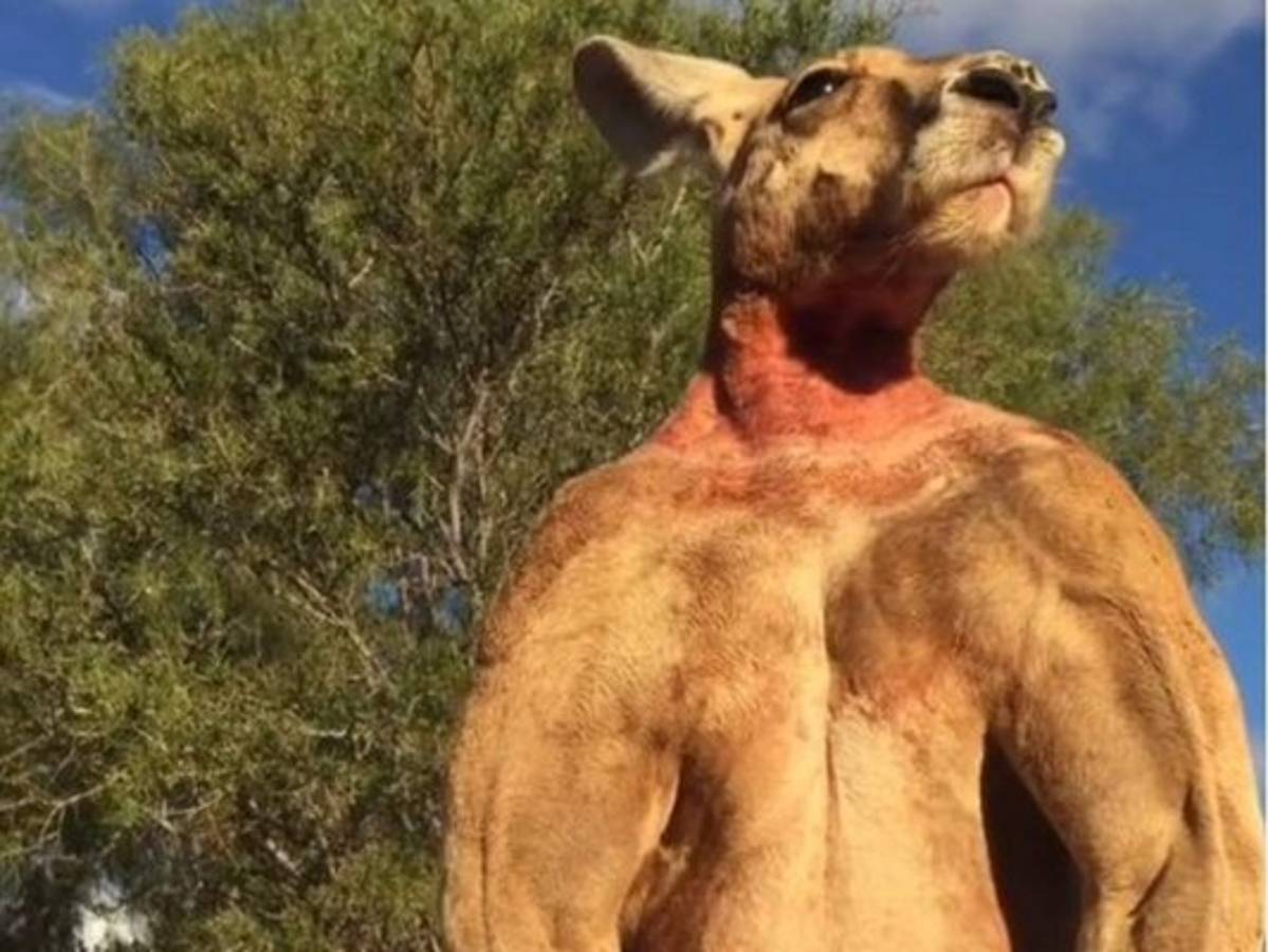 Murió el famoso canguro culturista de Australia 