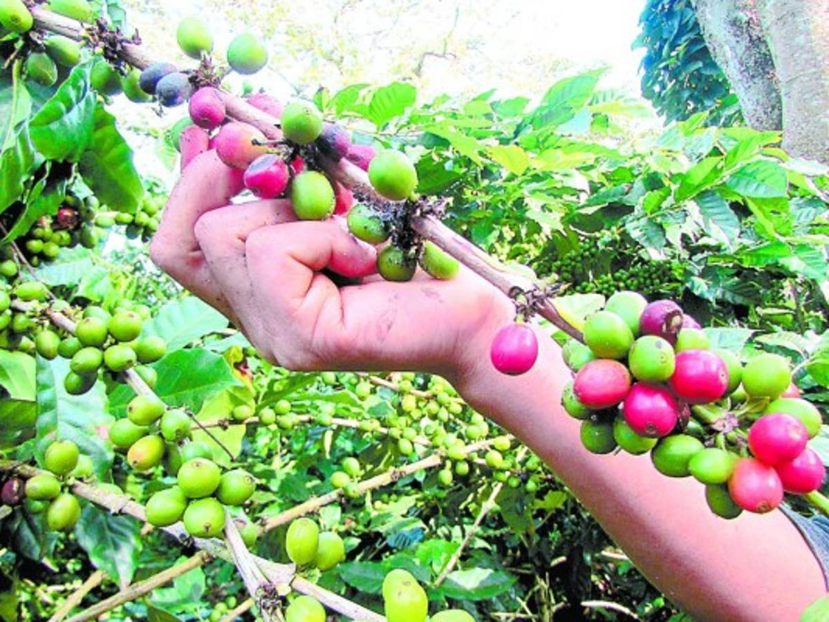 Caficultores esperan incremento del 30 por ciento en producción