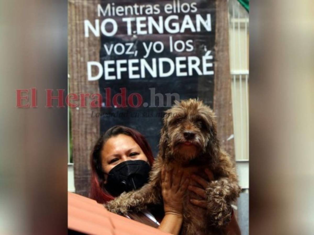 Jorgito, el perro símbolo: A pesar de las adversidades vividas, el can aún confía en las personas. Foto: Johny Magallanes/ EL HERALDO.