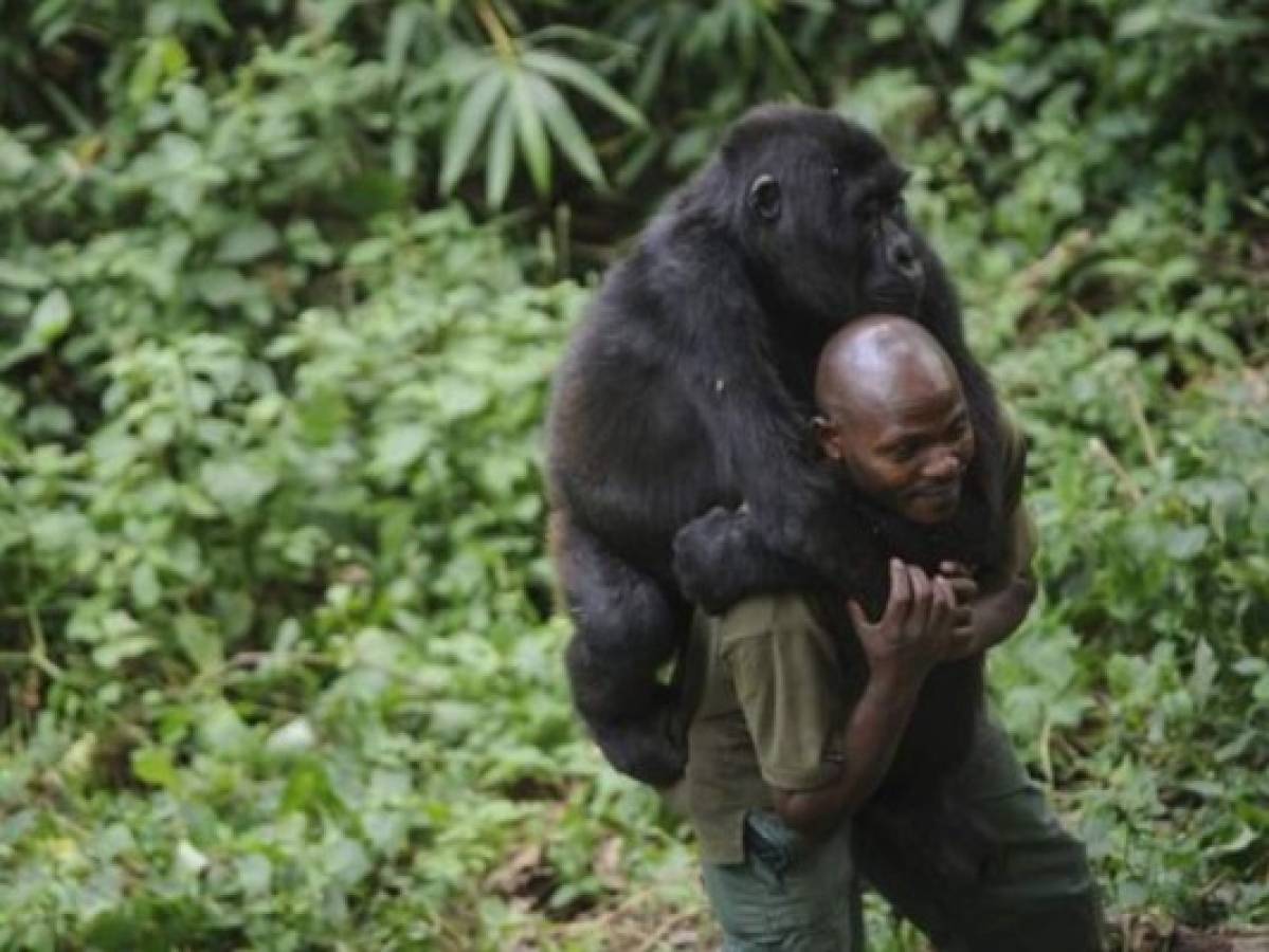 Los dos primates llegaron al parque luego de quedar húerfanos. FOTO: AFP