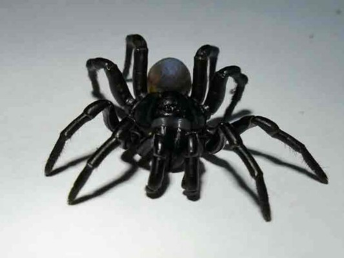 Hallan una nueva especie de arácnido cerca de zoológico en Miami  