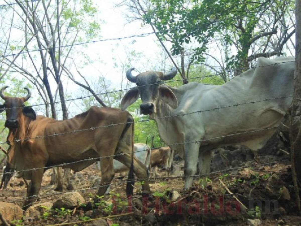 Los animales también sufren las inclemencias del clima, las vacas en los municipios del corredor seco están a punto de morir por falta de agua y alimentos, sus dueños se esfuerzan por salvarlas.