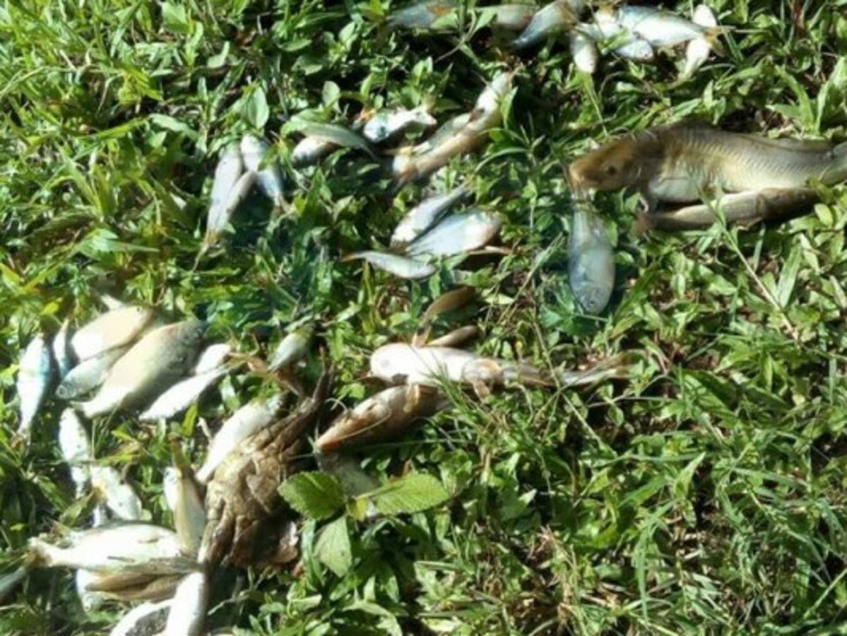 Honduras: Reportan lluvia de peces en las redes sociales